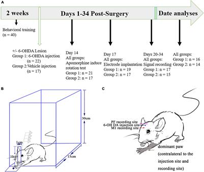 Functional Interactions Between the Parafascicular Thalamic Nucleus and Motor Cortex Are Altered in Hemiparkinsonian Rat